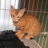 【譲渡決定】かつみ：兄弟猫に引っ付きまわる甘えん坊