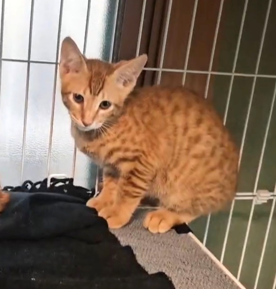 【譲渡決定】かつみ：兄弟猫に引っ付きまわる甘えん坊