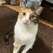 人懐っこく甘えん坊で可愛すぎる