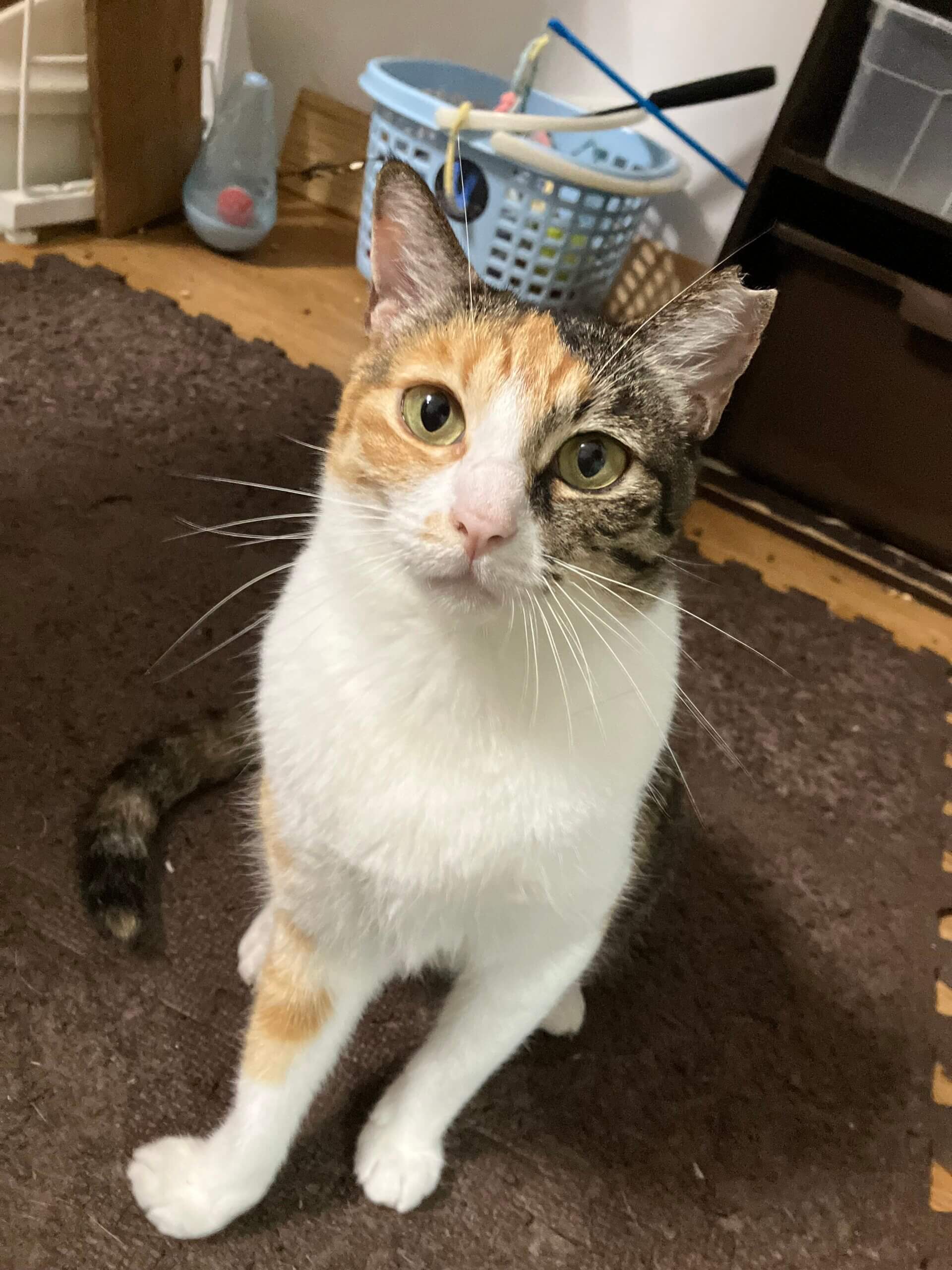 人懐っこく甘えん坊で可愛すぎる