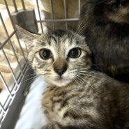 【譲渡決定】たけこ：姉妹のうちこと大の仲良しです