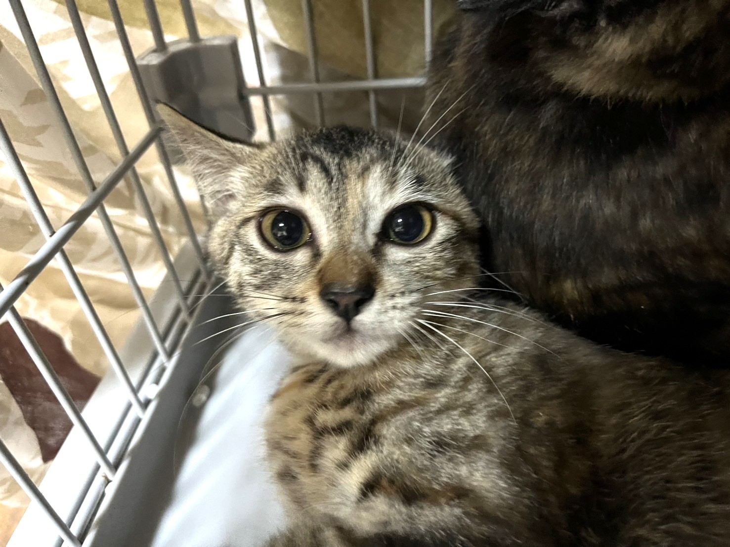 【譲渡決定】たけこ：姉妹のうちこと大の仲良しです