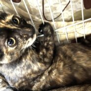 【譲渡決定】うちこ：姉妹のたけこと大の仲良しです