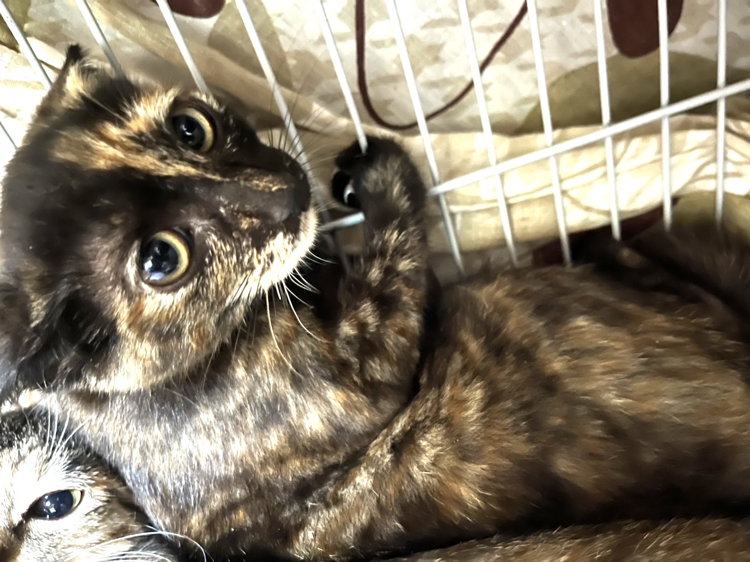 【譲渡決定】うちこ：姉妹のたけこと大の仲良しです