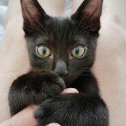 【譲渡決定】まりも：兄弟の分も強く生きます！