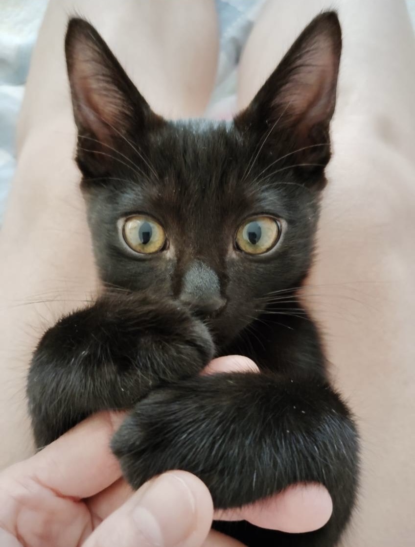 【譲渡決定】まりも：兄弟の分も強く生きます！