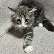 ノルウェージャンフォレストキャット二ヶ月子猫女の子