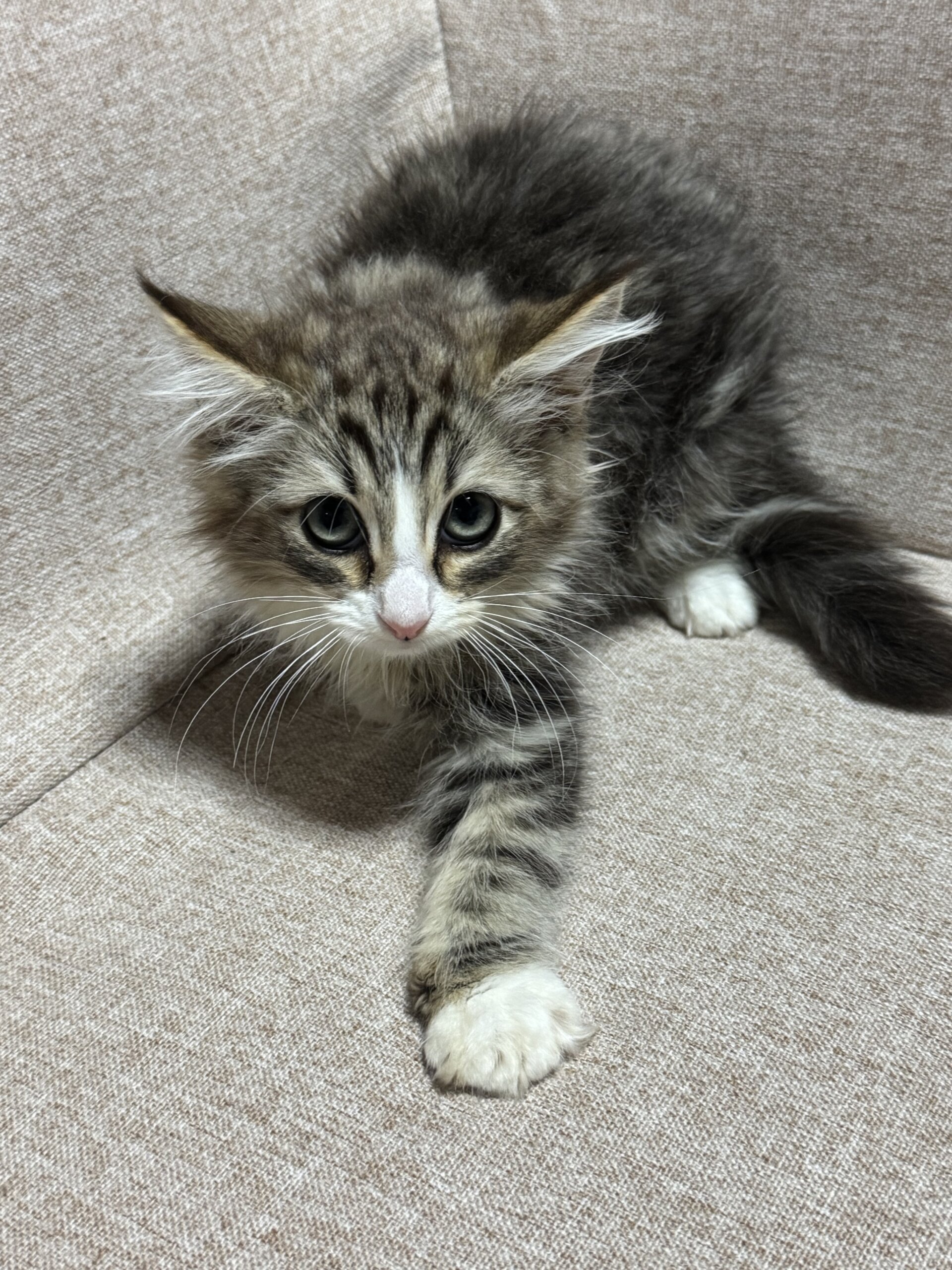 ノルウェージャンフォレストキャット二ヶ月子猫女の子