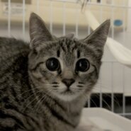 見つめられたらドキュン♡美人なキジトラ小鈴ちゃん