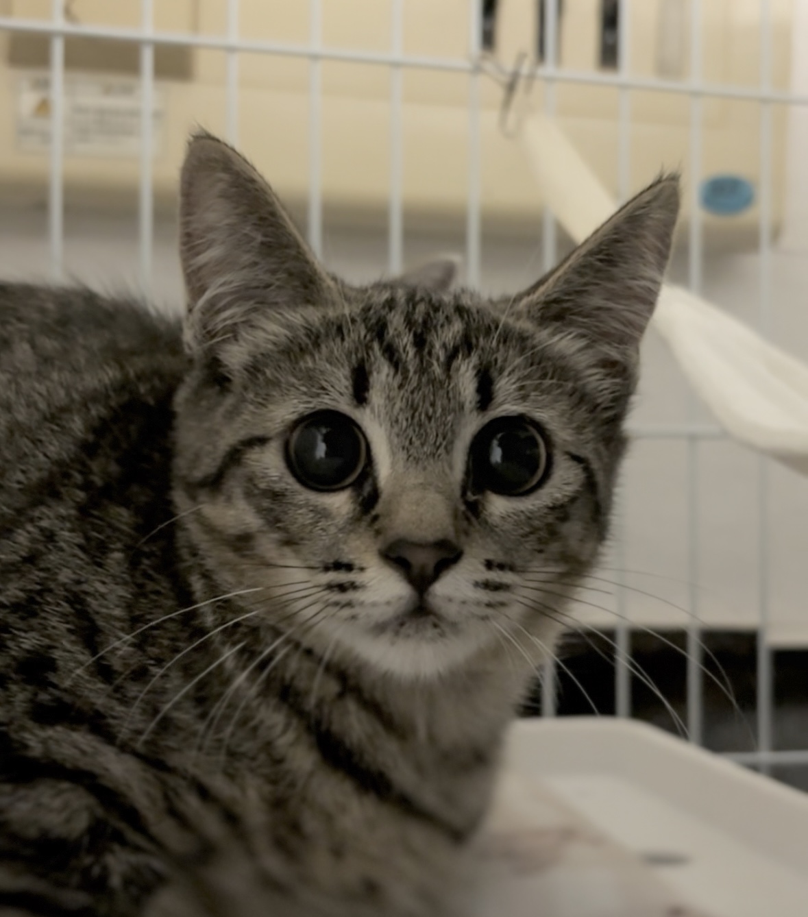 見つめられたらドキュン♡美人なキジトラ小鈴ちゃん