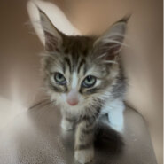 ノルウェージャンフォレストキャット2ヶ月女の子