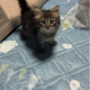 サイベリアン2ヶ月子猫女の子