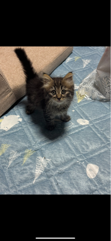 サイベリアン2ヶ月子猫女の子