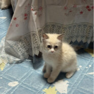 ラグドール2ヶ月子猫女の子