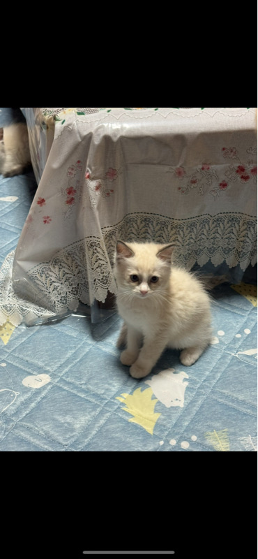 ラグドール2ヶ月子猫女の子
