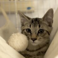 急募★マイペースで穏やか抱っこ好きのあずくん♡