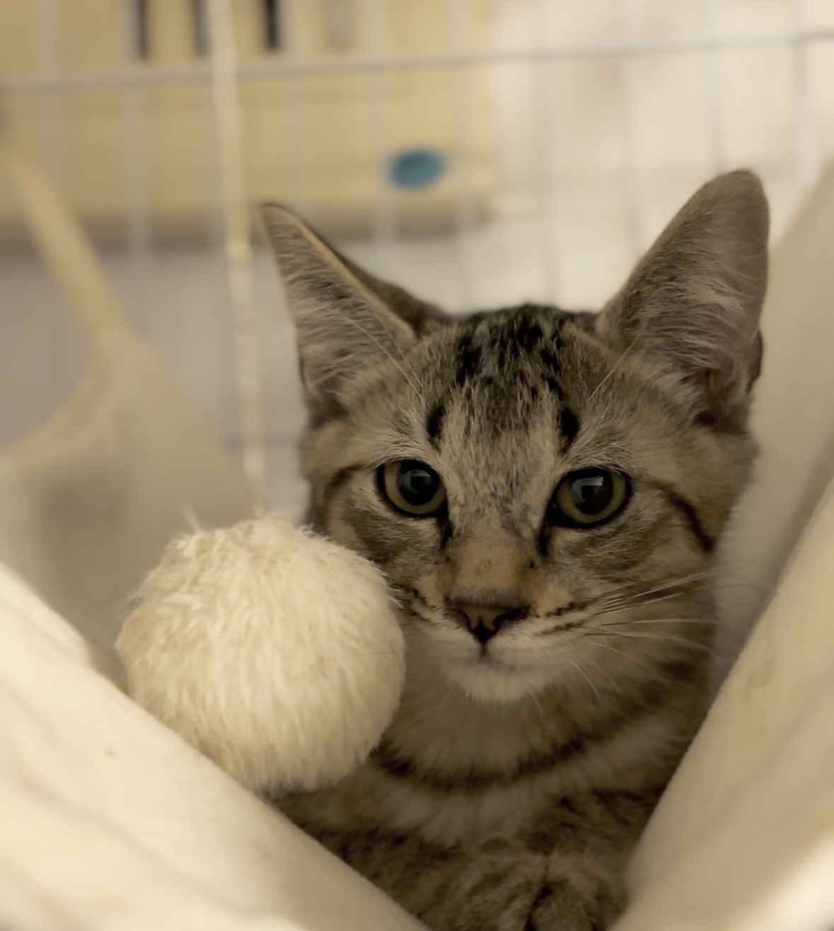 急募★マイペースで穏やか抱っこ好きのあずくん♡