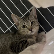 ちょっとビビりだけど穏やかな小梅ちゃん❤️