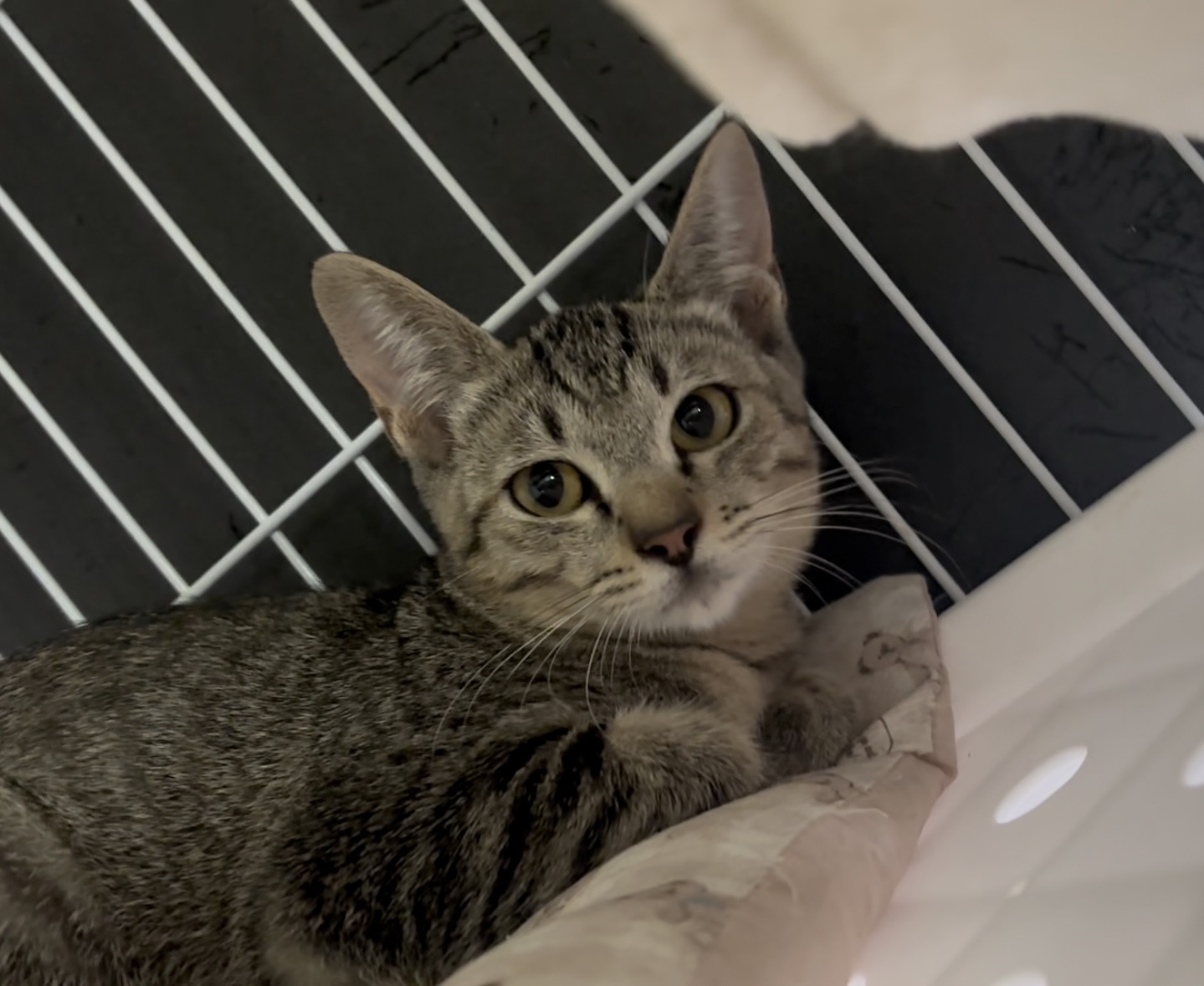 ちょっとビビりだけど穏やかな小梅ちゃん❤️