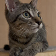 甘えんぼうのキジトラ男の子 3ヶ月