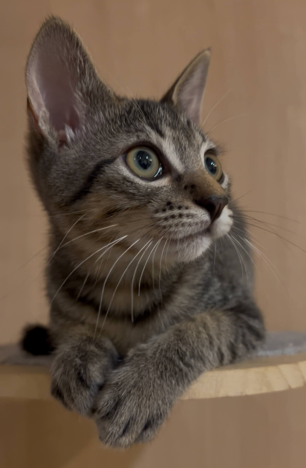 甘えんぼうのキジトラ男の子 3ヶ月