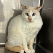 まだビビリな女の子めめちゃん！