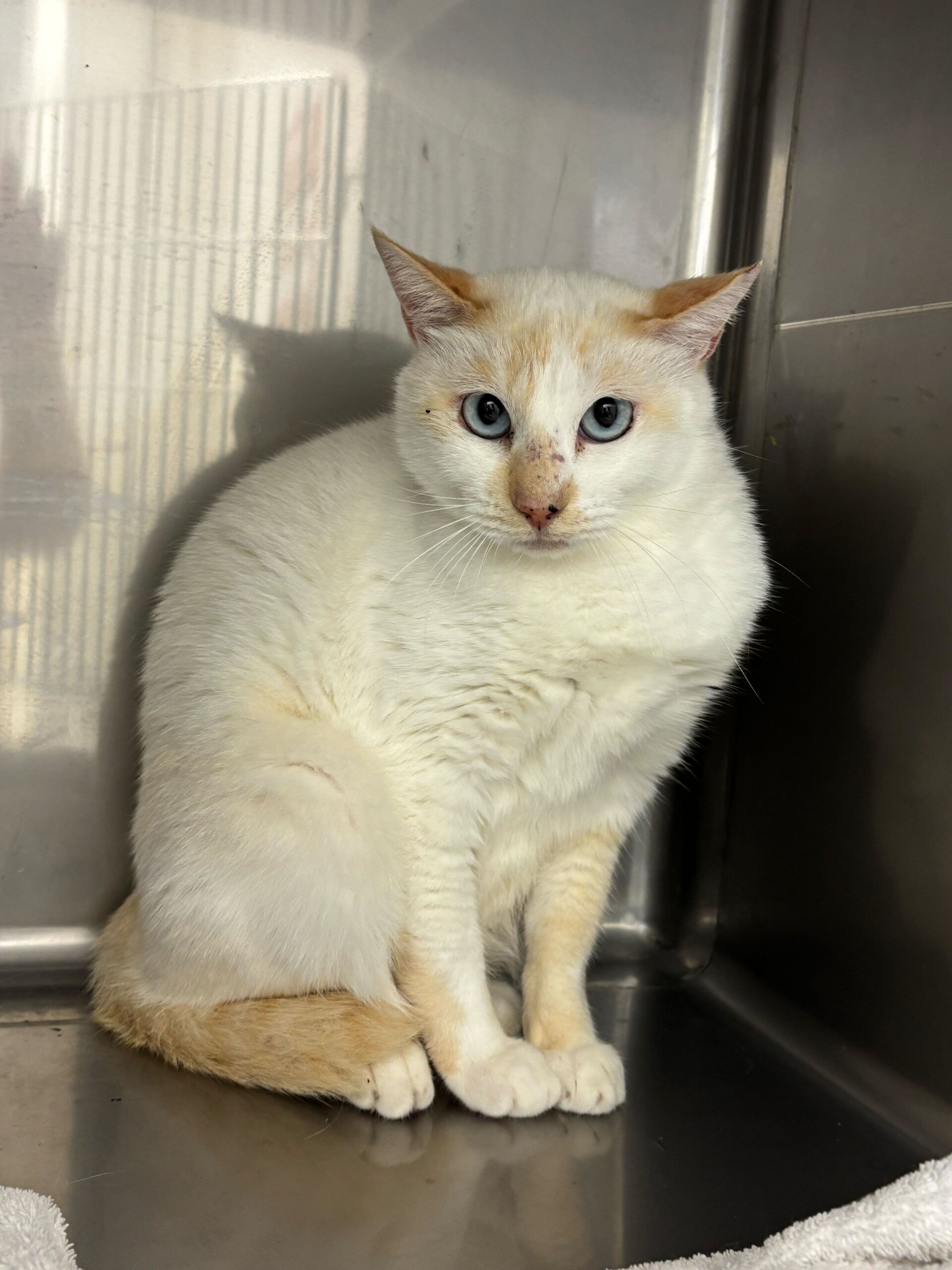 まだビビリな女の子めめちゃん！