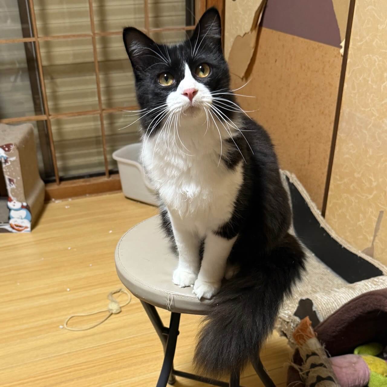 発展途上中⭐︎ハチくん