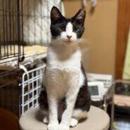 上級者向けなアポロちゃん