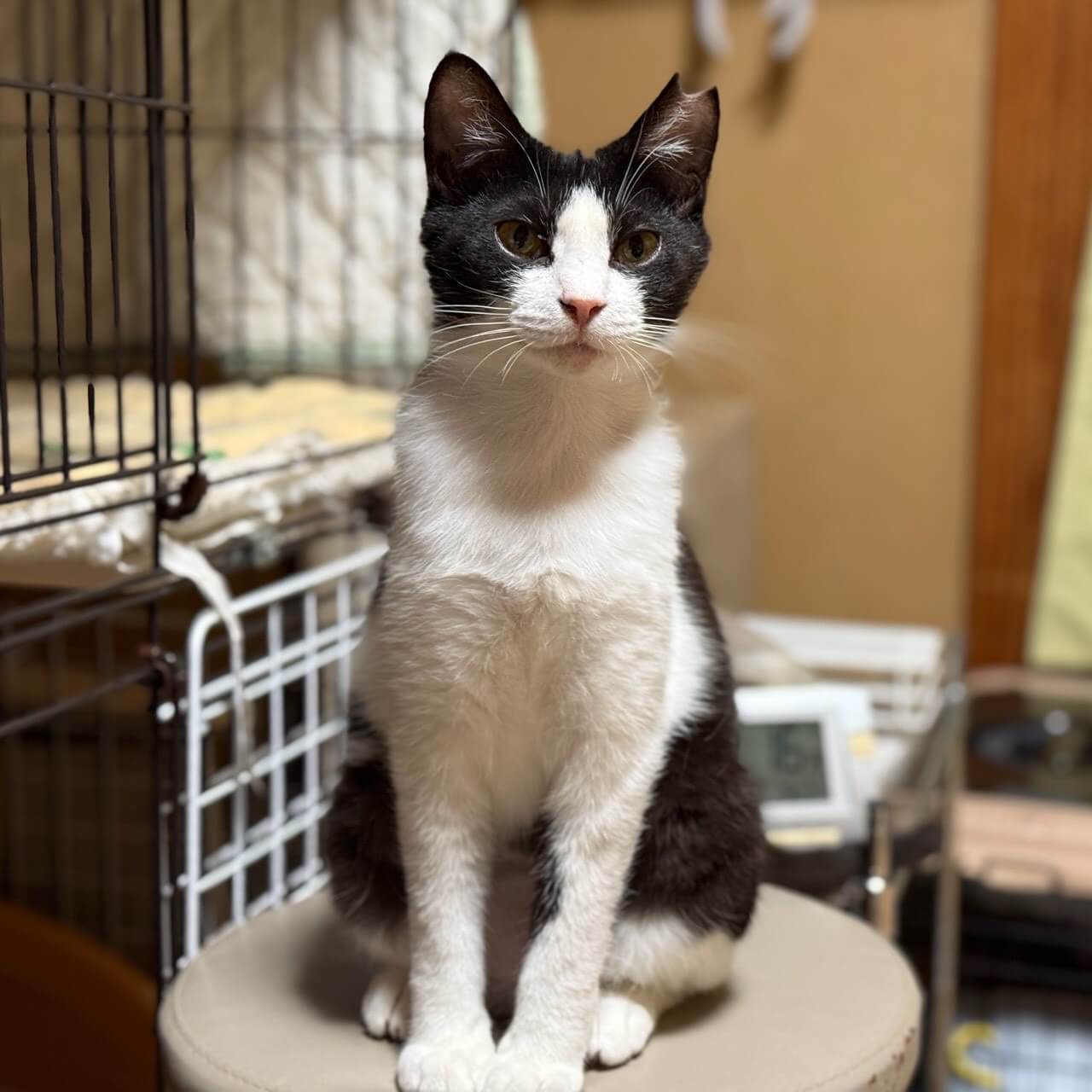 上級者向けなアポロちゃん