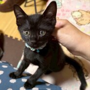 肩のり上手なルカくん