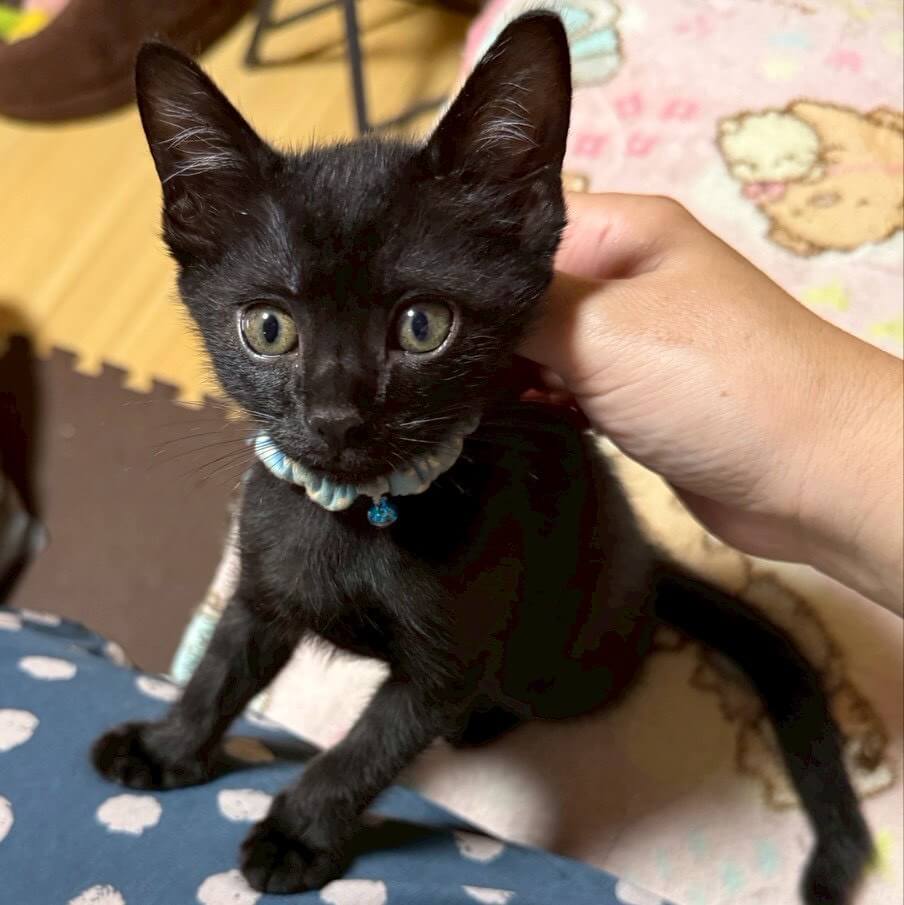 肩のり上手なルカくん