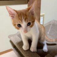 抱っこ大好き⭐︎大くん