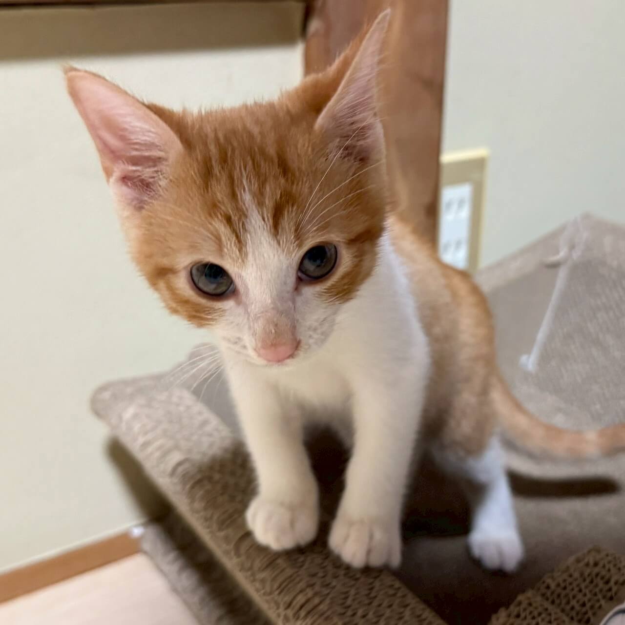 抱っこ大好き⭐︎大くん