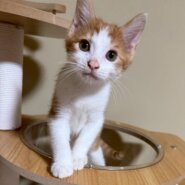 ミルクから育てた人馴れ抜群⭐︎翔くん