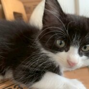 ふわふわの手触り抜群⭐︎しろちゃん