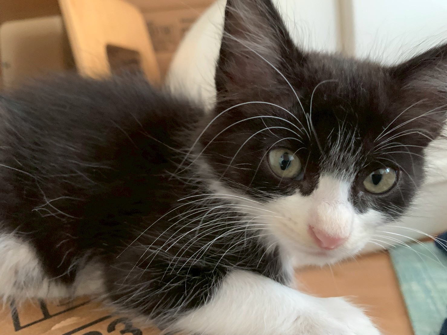 ふわふわの手触り抜群⭐︎しろちゃん