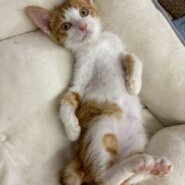 優しく控えめなタケくん