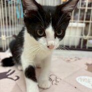 大人しいキウンくん