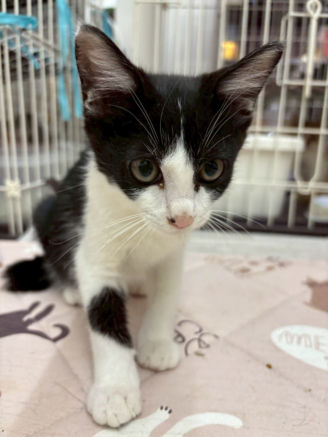 大人しいキウンくん