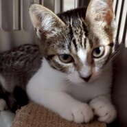 お目目ぱっちり♡モモコちゃん