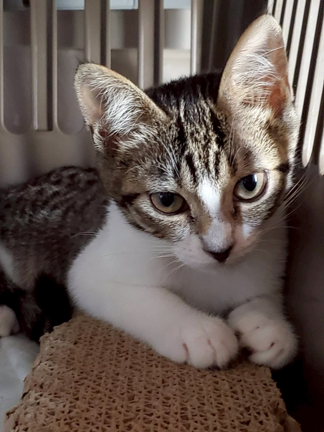 お目目ぱっちり♡モモコちゃん