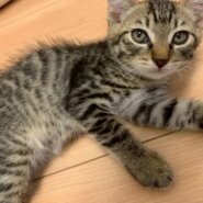 甘えん坊予備軍の太郎くん