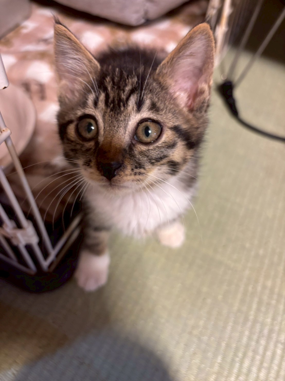 白靴下が可愛いかずまくん