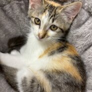 可愛いひよりちゃん