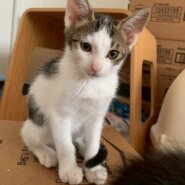 なでなで大好き♡ふくちゃん