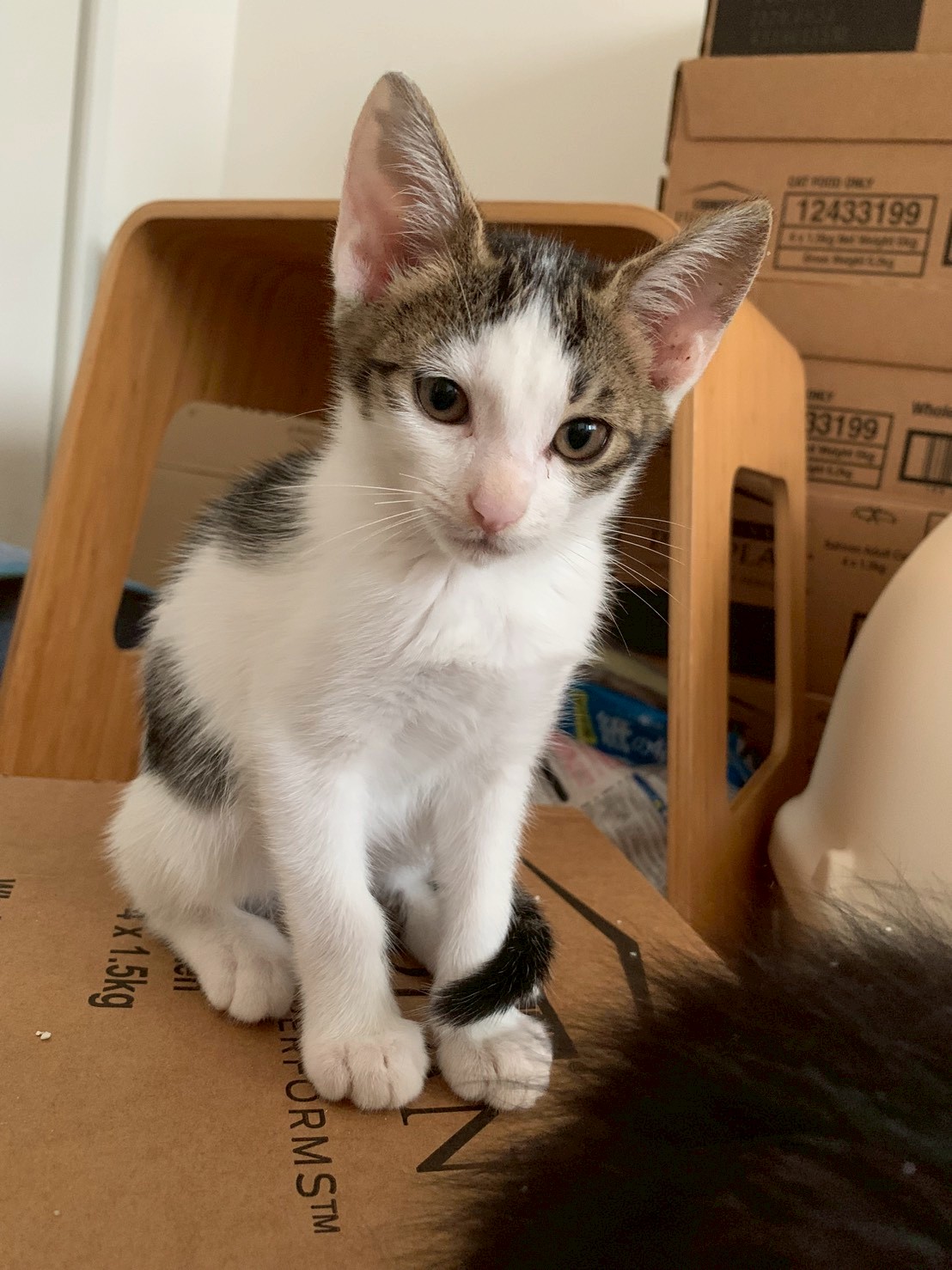 なでなで大好き♡ふくちゃん