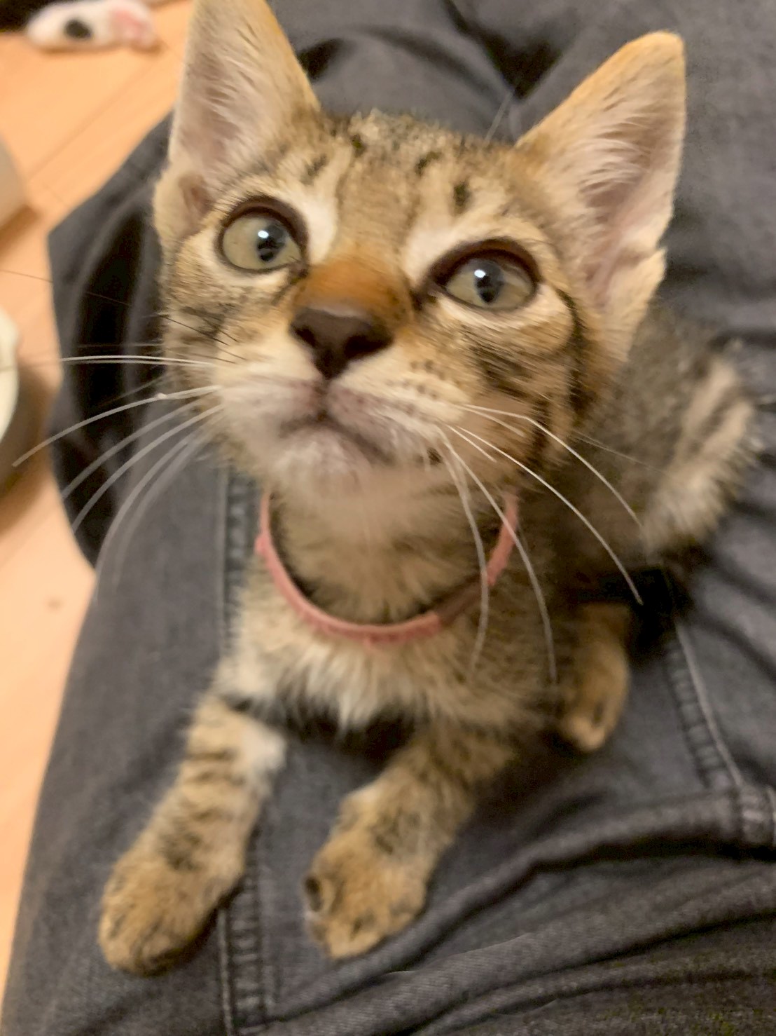 おねだり上手の小太郎くん