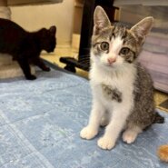 寂しがりやさんのセリムちゃん