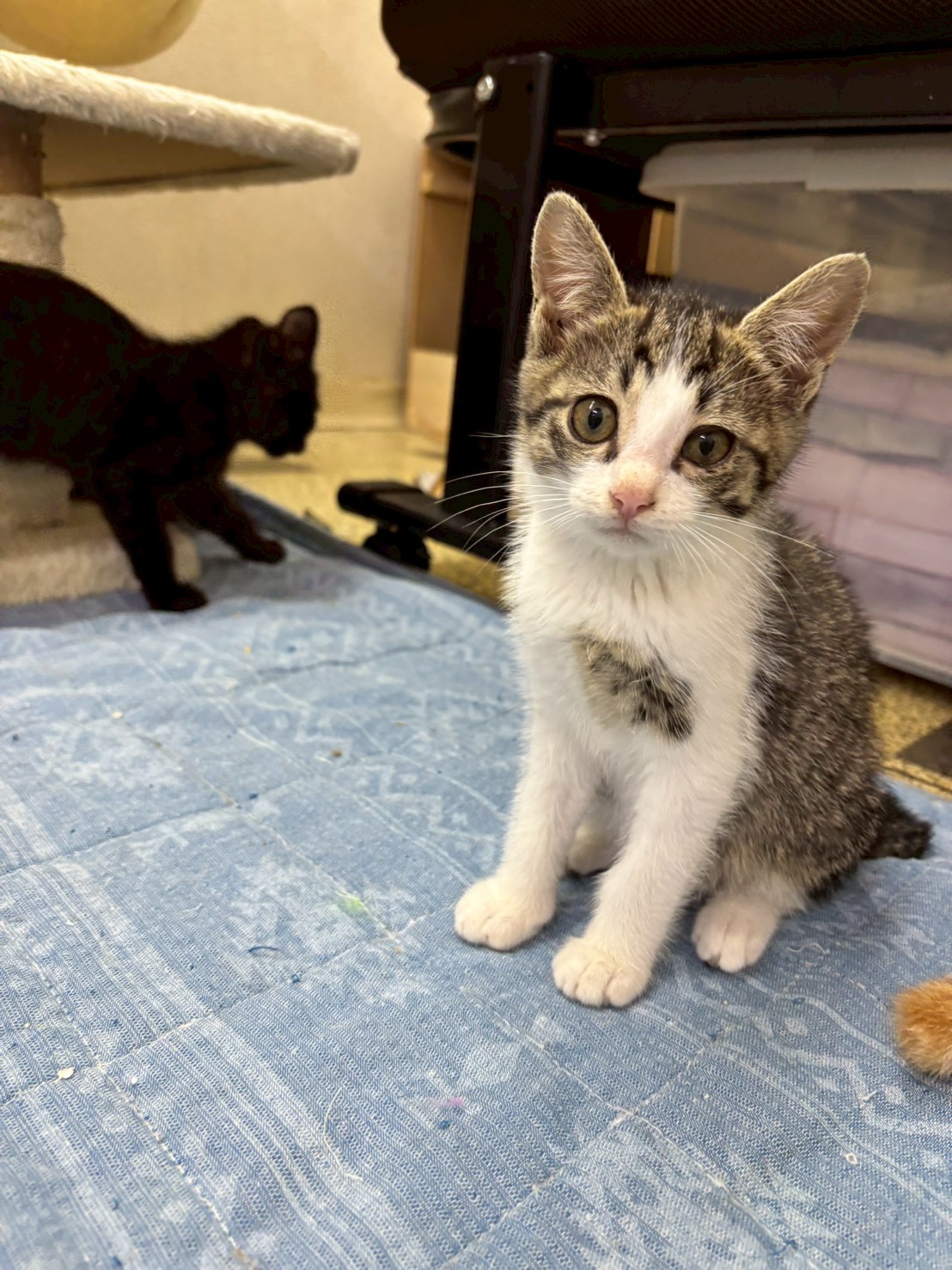 寂しがりやさんのセリムちゃん